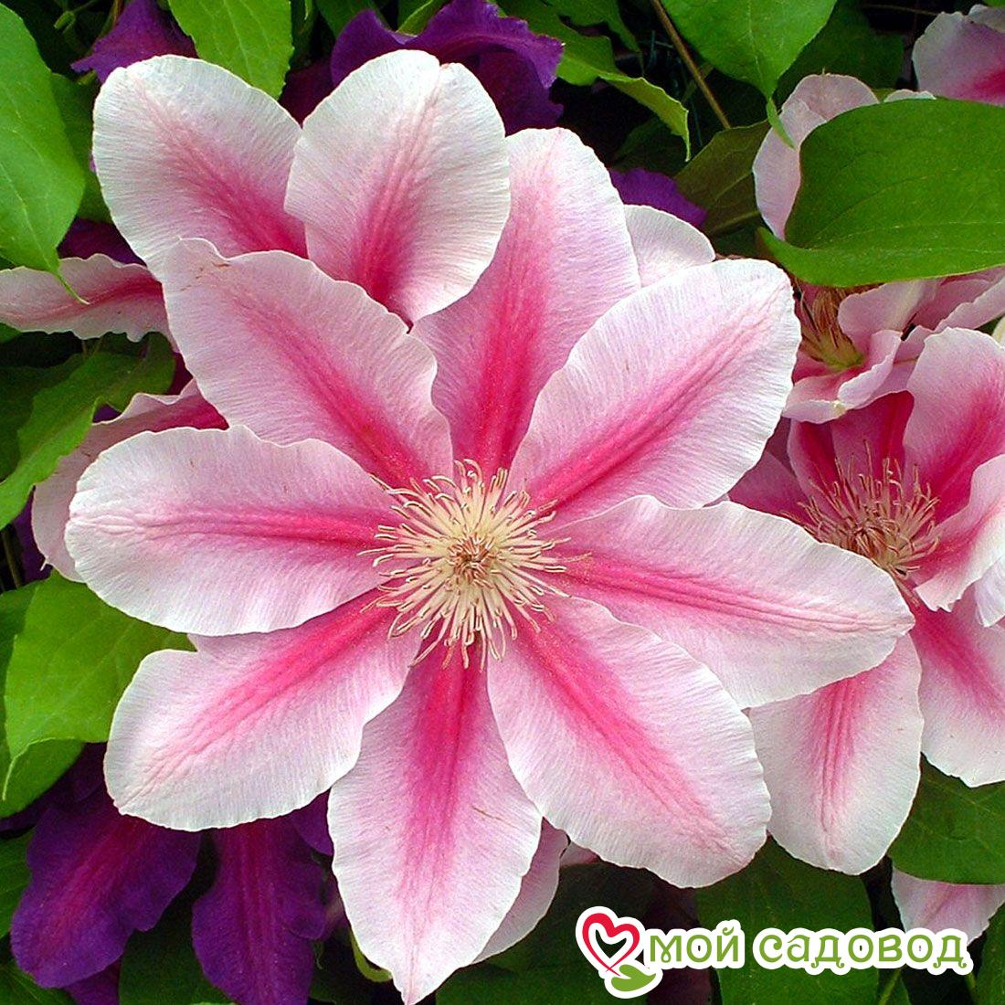 Клематис Биз Джубили ЗКС