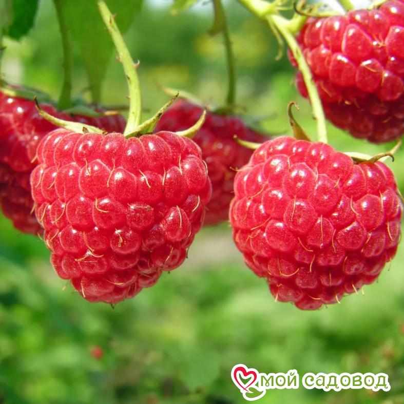 Малина Глен ампл ЗКС