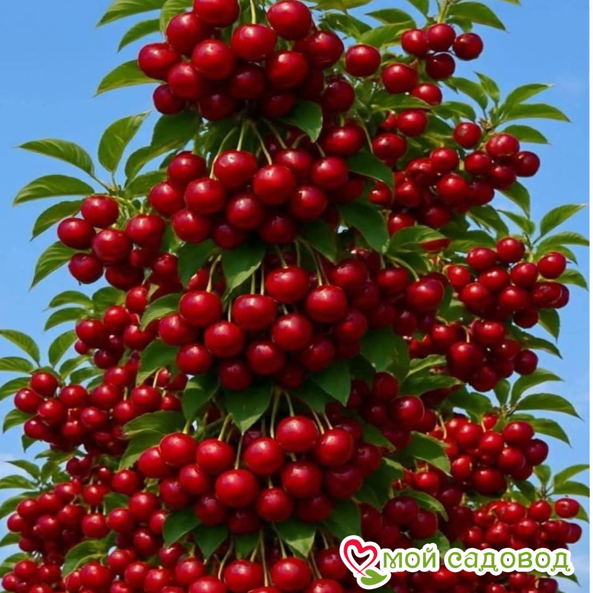 Новинки Черешни 2026!